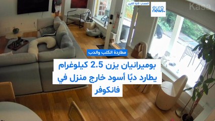 شجاعة تفوق الحجم: كلب صغير يزن 2.5 كيلوغرام يطرد دبًا من أمام منزل في فانكوفر