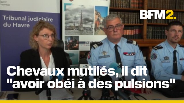 Chevaux mutilés en Normandie: le prévenu en détention provisoire