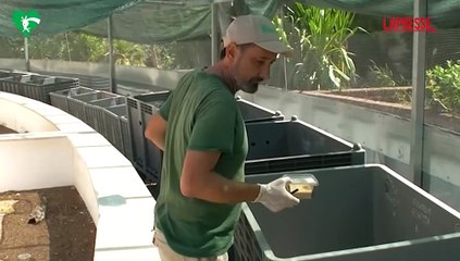 Al Bioparco nascono 52 lucertole dell'Eolie: la schiusa delle uova