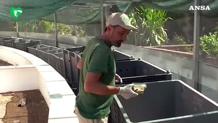 Al Bioparco di Roma sono nate 52 rarissime lucertole delle Eolie