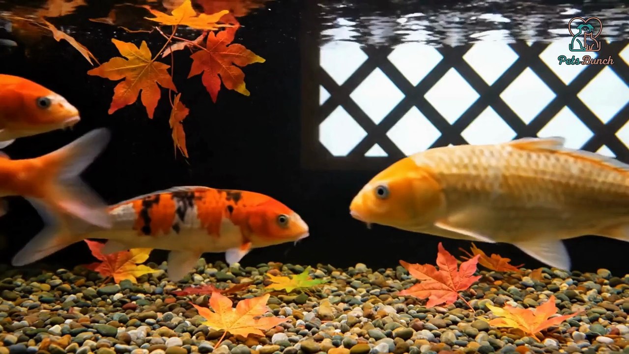 Animaux de compagnie populaires au Japon (mais rares ailleurs)