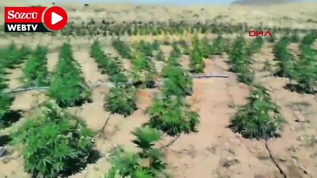 Bingöl’de 23 bin kök kenevir ele geçirildi