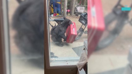 Real Life Paddington Bear Steals Suitcase