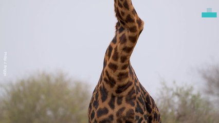 Giraffe With a Wonky Neck  Living Best Life 6 Years on