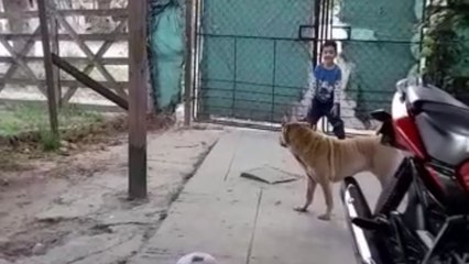 Little football star meets a flying ball and ends up falling