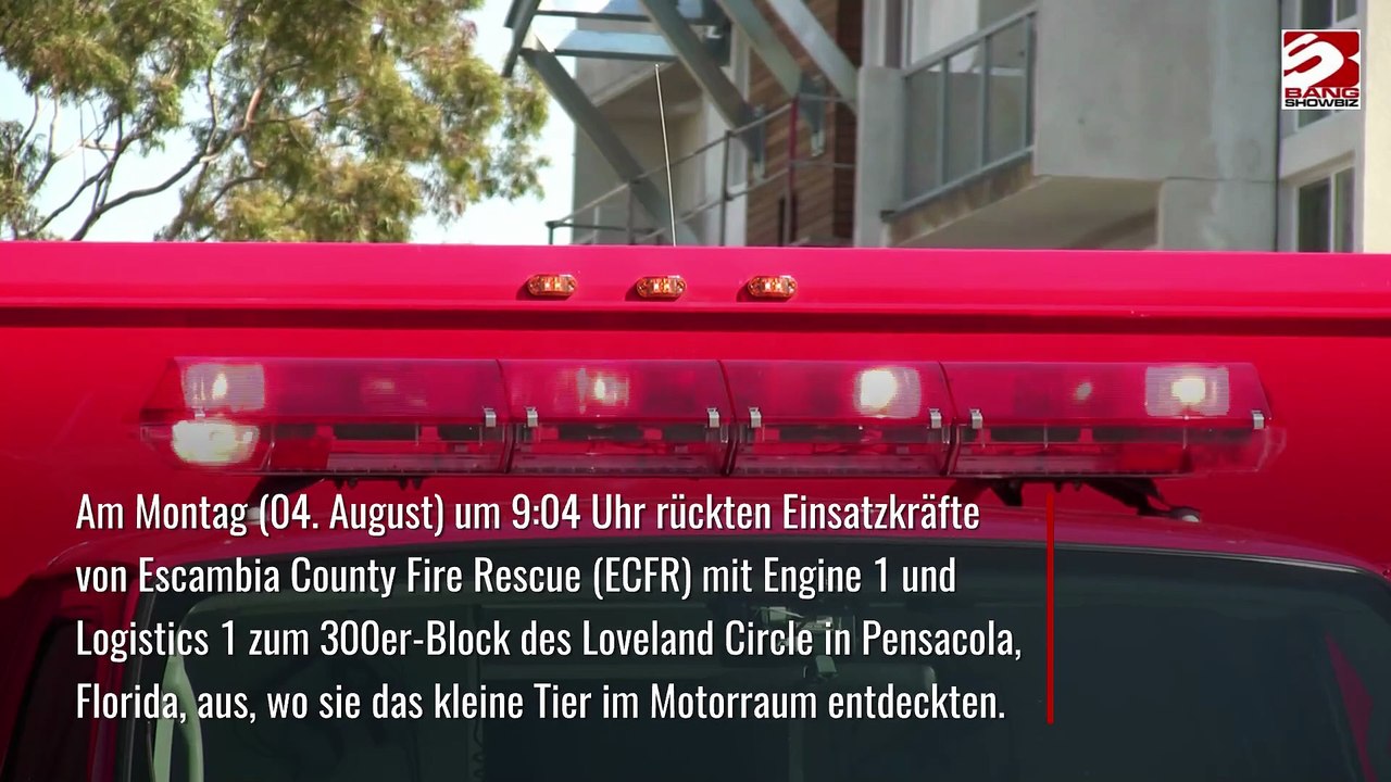 Kätzchen aus Motorraum eines Autos gerettet