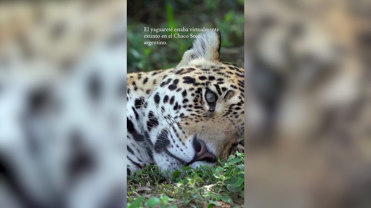 Después de 30 años volvió a nacer un yaguareté en el Chaco argentino