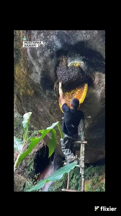 رحلة خطرة لجمع أغلى عسل في العالم _ A dangerous journey to collect the most expensive honey in the world