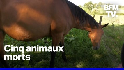 Chevaux mutilés en Normandie: le suspect, âgé de 23 ans, affirme avoir obéi “à des pulsions”
