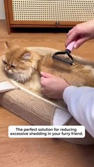 The cat 😺 for videos the funny videos the interested videos