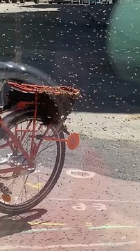 Des centaines d'abeilles se sont installées sous le porte-bagage d'un vélo, rue de la Boucherie à Limoges.