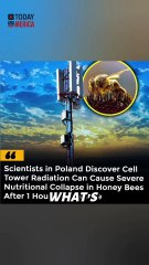Phone Radiation Is Killing Bees – Are We Next?#PhoneRadiation #SaveTheBees #RadiationEffects #BeeExtinction #EMFExposure #EnvironmentalCrisis #ElectromagneticRadiation #BeesInDanger #TechnologyVsNature #AreWeNext #5GConcerns #PollinatorsAtRisk #BeesAndRad