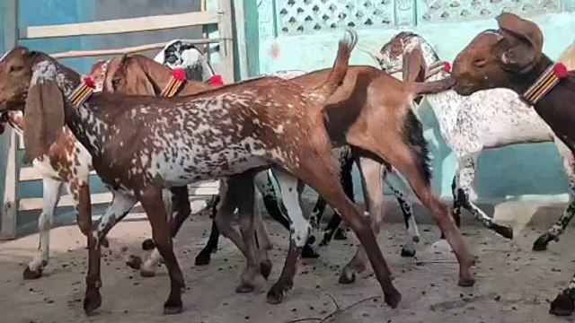 Makhi Cheeni Goats/Beetal Goats/Healthy Goats/Young Goats/Goats in Pakistan/Active Goats/Cute Goats