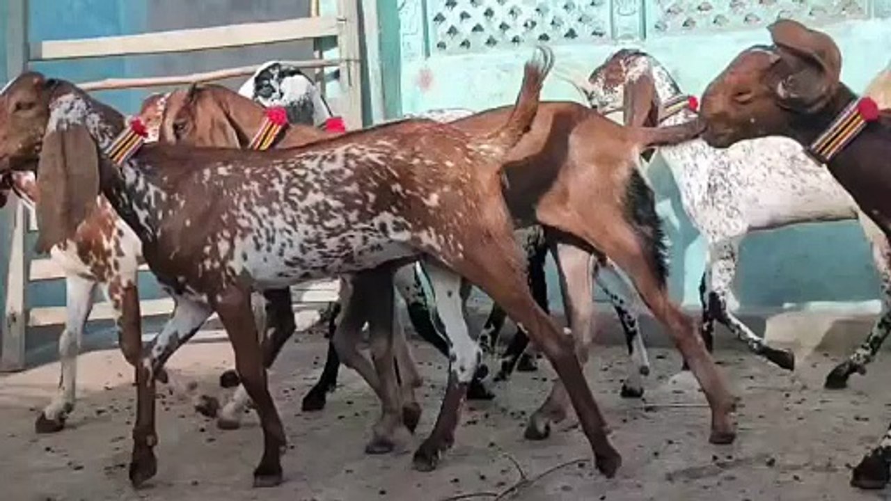 Makhi Cheeni Goats/Beetal Goats/Healthy Goats/Young Goats/Goats in Pakistan/Active Goats/Cute Goats