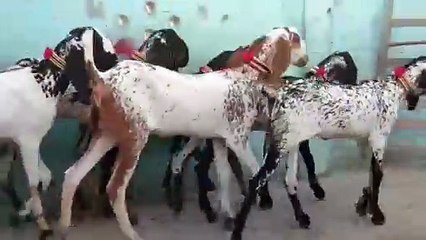 Makhi Cheeni Goats/Goat Farming/Healthy Goats/Young Goats/Goats in Pakistan/Active Goats/Cute Goats