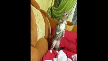 🤣HOLDING YOUR LAUGH while watching these videos 😹 funny-cats life