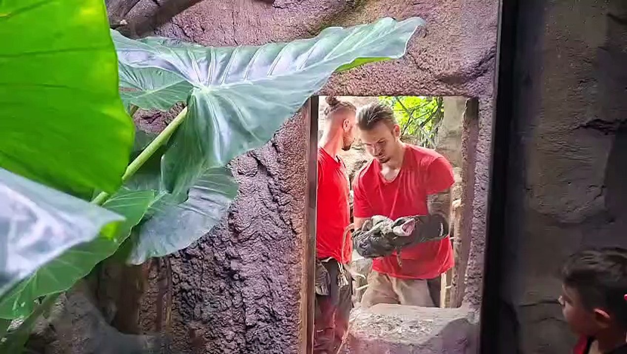L'arrivée des varans à queue bleue à la ferme aux crocodiles