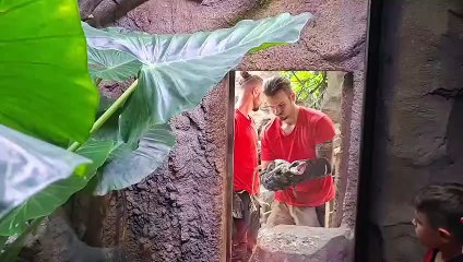 L'arrivée des varans à queue bleue à la ferme aux crocodiles