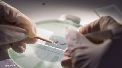 La Cina ora teme l'epidemia di Chikingunya causata dalle zanzare