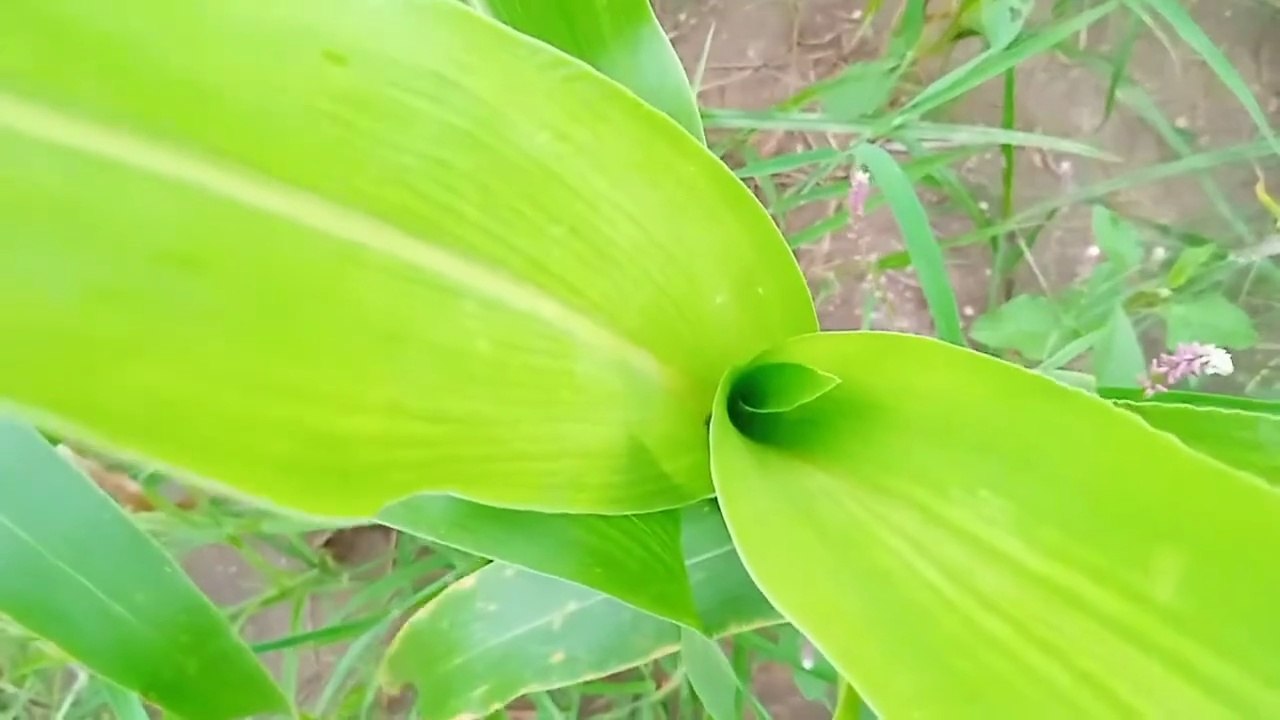 My First Village Vlog | My First Vlog Video from Village | First Ever Village Vlog