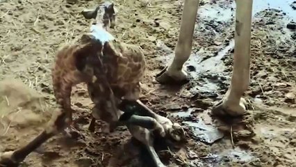 cria girafa badoca park