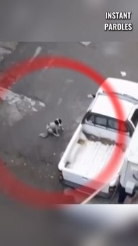 Cet homme se mobilise pour ce chien et ses chiots