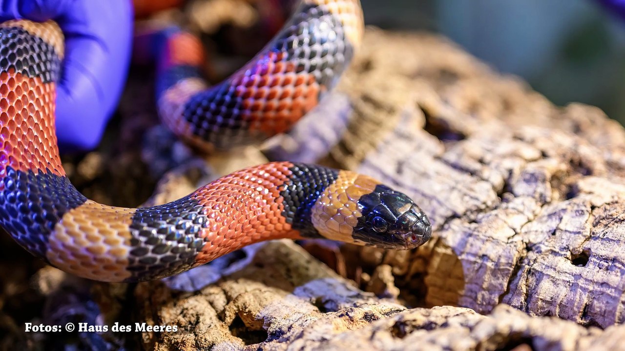 Neustart für Exoten in Not  Haus des Meeres übernimmt Pflegestation für Reptilien und Amphibien