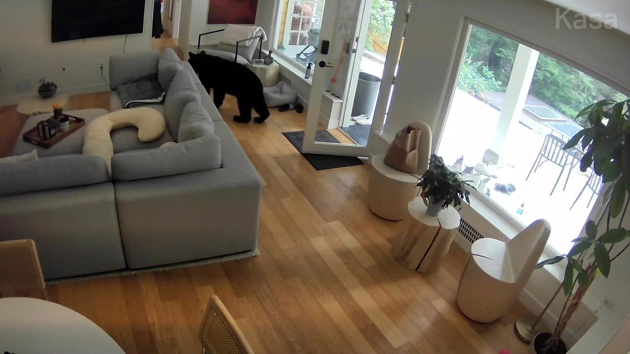 Un perro de 2,3 kg ahuyentó a un oso de su casa, ¡se comió su comida!
