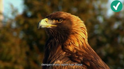 Sabana: Pentas Kehidupan dan Pertarungan Antar Spesies part 8