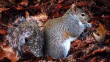 Os animais mais fofos do mundo N•135