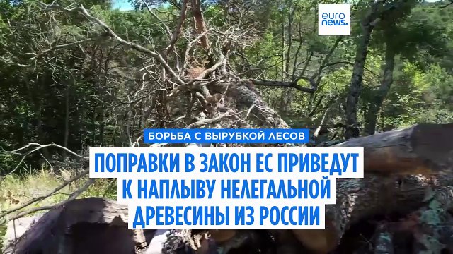 Изменения в законе ЕС о борьбе с обезлесением приведут к наплыву нелегальной древесины из России и Беларуси