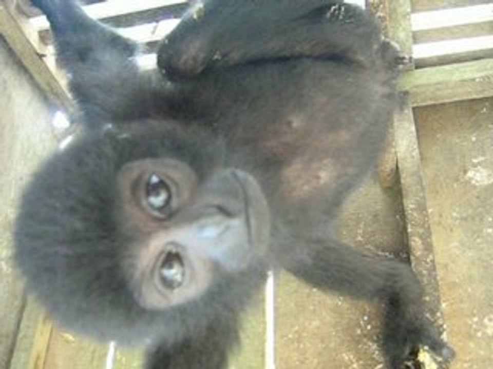 Unique  et rare : Un gibbon de Kloss