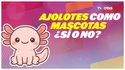 ¿Eres fan de los ajolotes? Datos que te encantarán