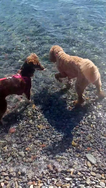 Dogs in the Water