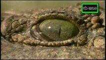 Especial de Vida Salvaje: Cocodrilos - Documental (1997) - Español Latino - Episodio 3