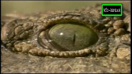 Especial de Vida Salvaje: Cocodrilos - Documental (1997) - Español Latino - Episodio 3