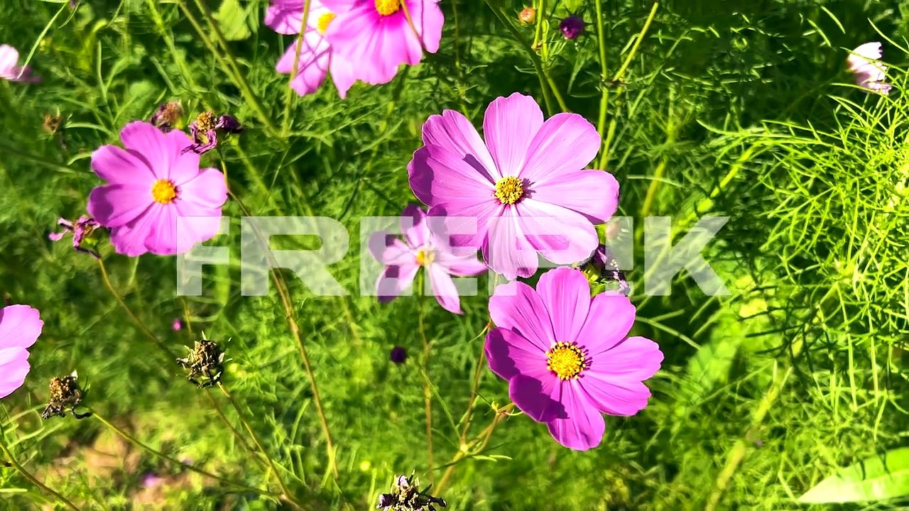 vibrant cosmos flowers bloom in lush garden