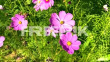 vibrant cosmos flowers bloom under clear skies