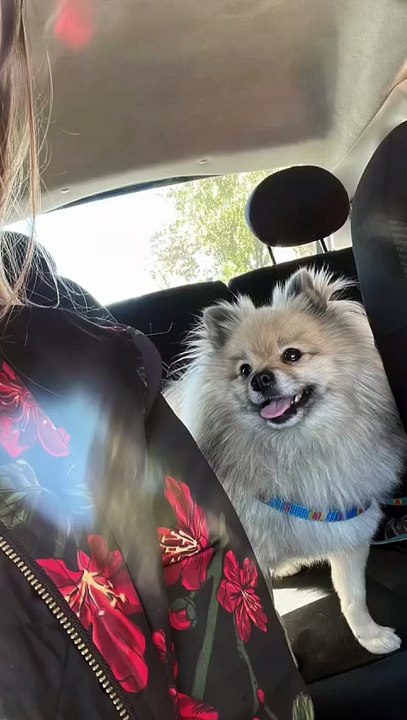 Sobre o •A.M.O.R• 🏻#filho4patas #amor #doglovers #splitzalemao #love #instagram #felicidade #