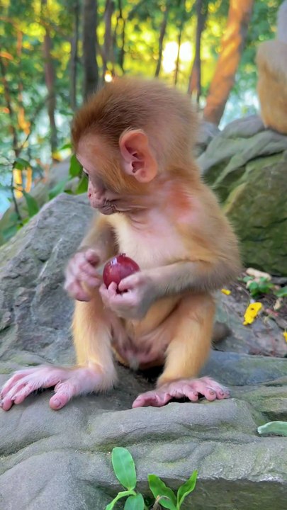 Bayby monkey cute animals 74