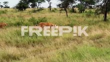 static shot of lionesses cleaning each other with cubs playing together in grassland