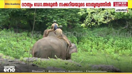 കണ്ണിനു പരിക്കേറ്റ പാലക്കാട്ടെ കൊമ്പൻ PT 5 നെ മയക്ക് വെടി വെച്ചു