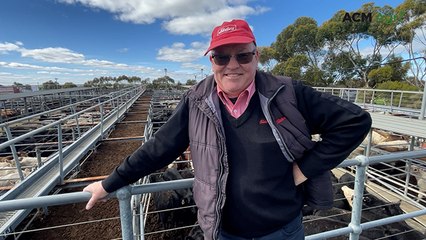 Strathalbyn cattle prices surge as feedlot demand rises