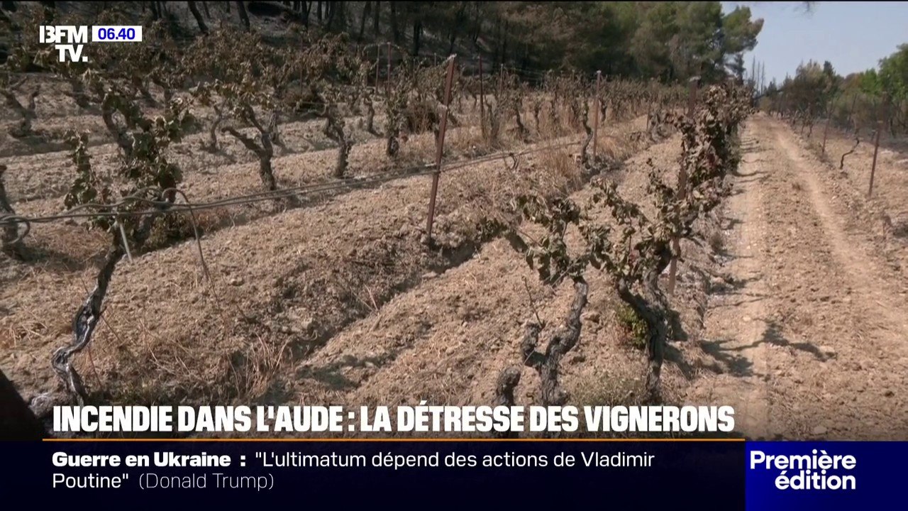 Incendie dans l’Aude: le désespoir des vignerons sinistrés par le feu