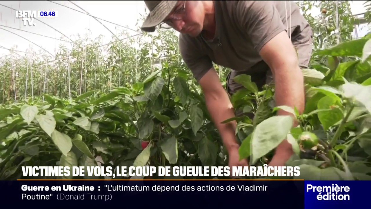 Maine-et-Loire: victimes de vols sur leurs exploitations, les maraîchers en colère