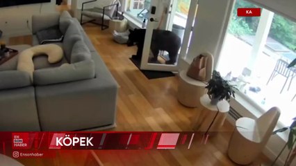 Kanada'da  köpek, eve giren ayıyı korkutarak kaçırdı.