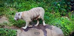🐅 White Tiger Creeps Up on Girl… Then Hits the Glass! 😱 | #ChinaZooMoment