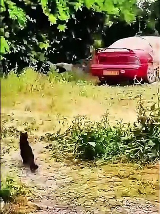 Funny Cats
