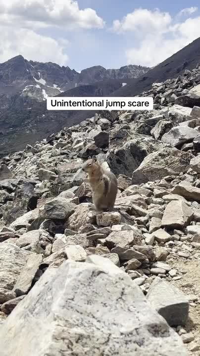 Squirrel Zoning Out Gets Startled by Sudden Human Voice