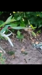 Top Amazing Moments + Entertainment, Trending, Viral, Funny Videos, Best of 💯🔥